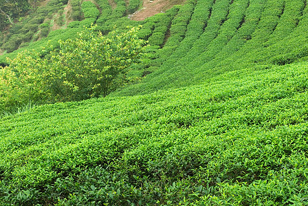 绿绿新茶叶爬坡土地植物生长季节植物群风景栽培种植园叶子图片