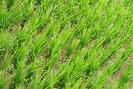 绿稻背景生活灌溉种植园线条农田风景土地幼苗场地农村图片