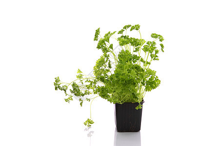 Parsley 国家公园蔬菜烹饪香料草本植物香菜厨房叶子食物生活美食图片