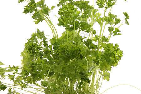 Parsley 国家公园食物生活植物树叶营养草本植物香料药品香菜园艺图片