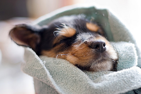 睡觉的狗狗朋友猎犬耳朵犬类宠物毯子软盘男性笨蛋爪子图片