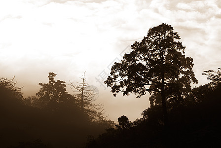 树的光影孤独阴影阳光树干风景环境植物荒野森林旅游图片