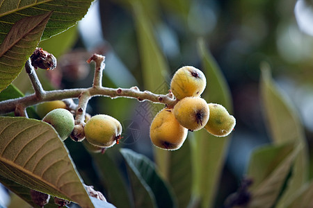洛奎特生长小吃水果早餐维生素饮食植物味道投标种子高清图片