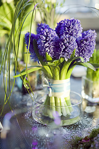 餐桌装饰 gl 花瓶中的 Hyacinth 花束图片