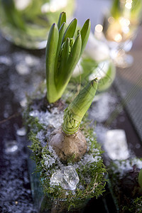 餐桌装饰品 Hyacinth紫丁香展示叶子桌子花瓣植物植物学花瓶花店蓝色图片