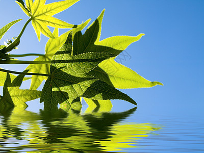 绿叶静脉光合作用树叶蓝色液体波纹镜子枫香波动反射图片