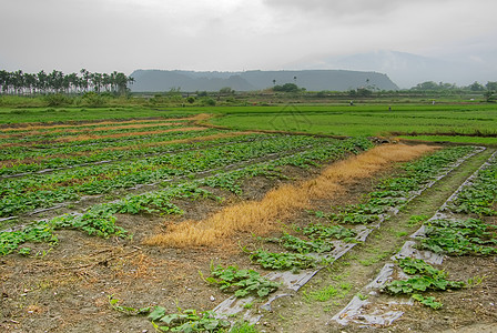 绿稻背景叶子植物场地灌溉幼苗草地土地季节生活栽培图片