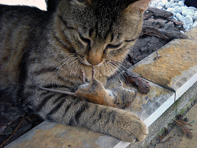 猫和鼠鼠动物宠物捕食者爪子尾巴食物毛皮说谎老鼠猎人图片