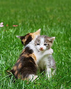 播放 Kittens 游戏哺乳动物眼睛场地青年拥抱花园小猫猫咪动物头发图片