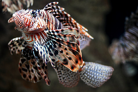 狮子鱼游泳白色水族馆海鲜海洋异国宠物棕色鱼类食物背景图片