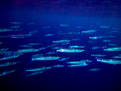 马尔代夫水下世界海洋摄影团体荒野潜水野生动物太阳美丽尾巴蓝色图片