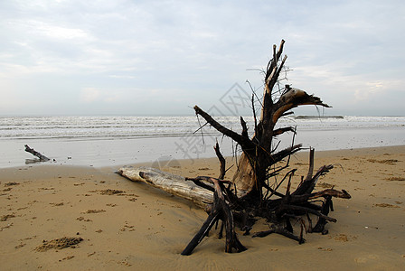在海滩上被连根拔起的树木图片