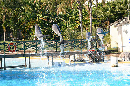 四只海豚跳跃图片