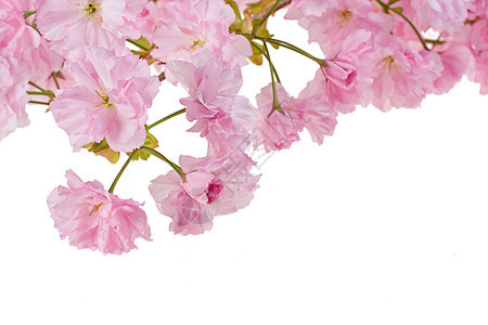 白底粉红樱桃树花图片