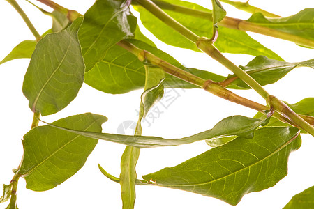 孤立的多多边形宏观生产草药香料香气农业树叶味道植物草本植物图片