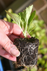 神经幼苗苗圃盆栽植物中性根球寝具雏菊生长树叶图片
