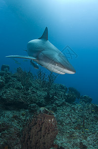 珊瑚礁鲨鱼特写图片