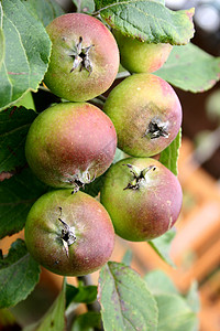 树上的苹果季节果园滋养园艺水果营养树叶收成生产植物图片