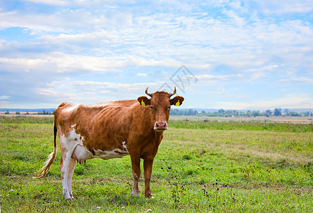 牧场奶牛红牛在草地上家畜乡村奶牛场地土地天空乳房农场白色场景背景