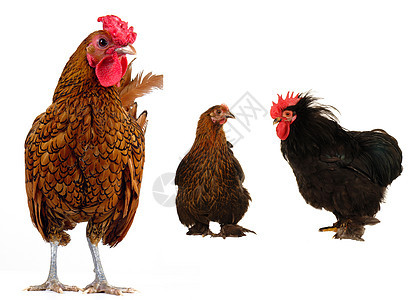 公鸡动物家禽生活母鸡羽毛鸡冠爪子动物群农场梳子图片