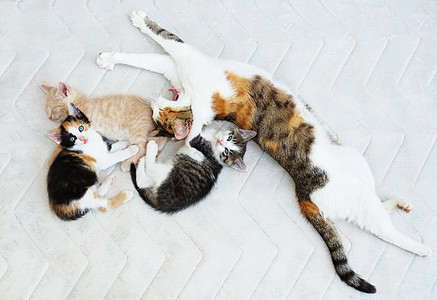 猫类家庭头发猫科宠物动物睡眠乐趣哺乳动物休息母亲猫咪图片