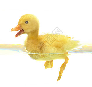 鸭子新生惊喜游泳羽毛孩子漂浮动物婴儿家禽农业图片