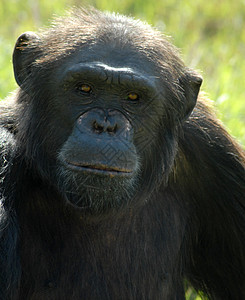 黑猩猩动物生态旅游丛林祖先濒危灵长类荒野食草生态头发森林图片