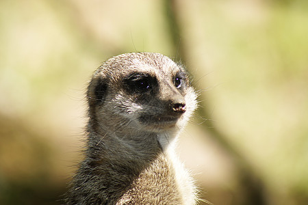 Meerkat 苏里卡塔辛皮卡塔猫鼬洞穴避难所棕色沙漠爪子外套捕食者图片