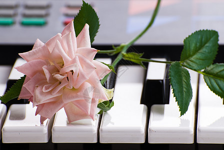 钢琴和玫瑰电子音乐花瓣黑色植物钥匙键盘叶子象牙热情图片