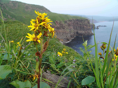 海岸的鲜花图片