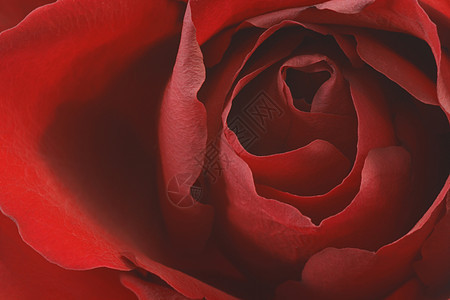 玫瑰礼物花瓣浪漫宏观植物热情红色图片