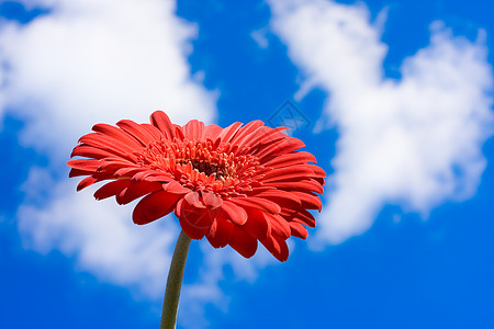 Gerbera菊花对蓝天图片