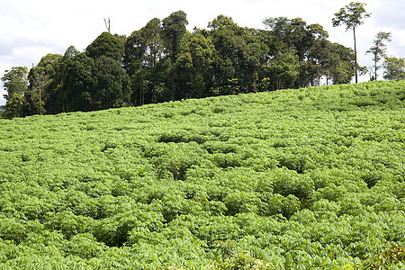 木薯树种植树木热带场地果园植被淀粉树叶种植园蔬菜食物背景图片
