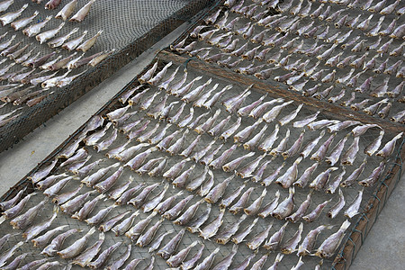 咸鱼干燥生产海洋海鲜美食食物盐渍商业图片