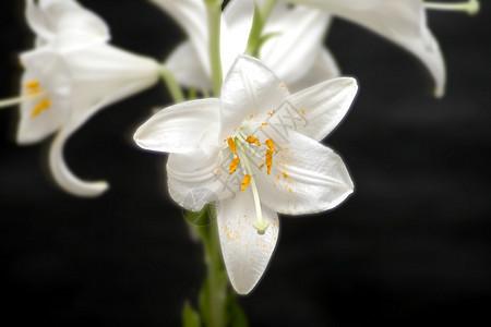 白莉莉花朵百合花瓣时间季节柱头假期植物特写镜头图片