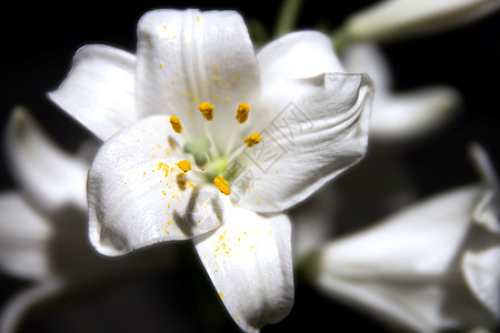 白百里生活槐花特写柱头季节百合时间假期花粉雄蕊图片