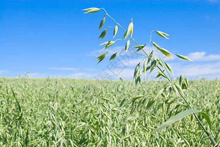 Oat 字段面包收成天空晴天玉米稻草国家场地生产燕麦图片