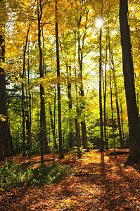 堕落森林木头叶子天空黄色季节红色树木阳光树梢太阳图片