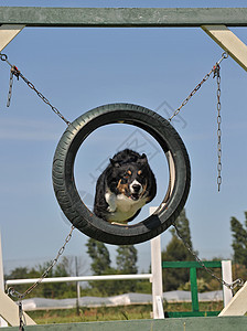 边边框软性山羊速度运动气压天空跳跃牧羊犬犬类宠物蓝色展示图片