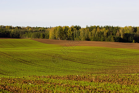 冬季作物田大麦农田植物农村生长草地地球季节土地种子图片