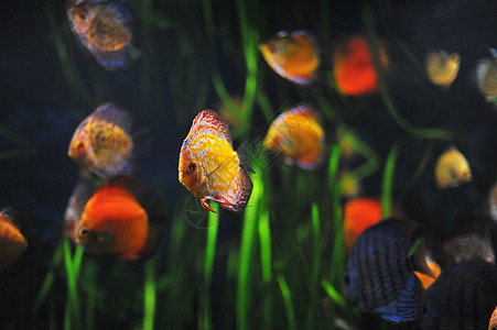 铁饼曲线热带宠物科鱼游泳水族馆动物玻璃图片