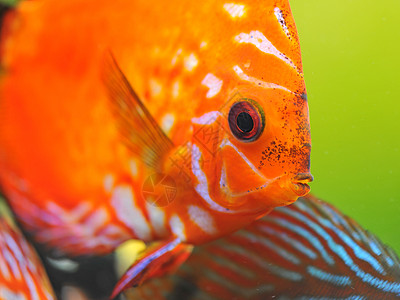 红色盘片游泳玻璃水族馆动物宠物科鱼热带曲线图片