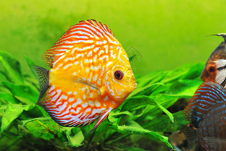 铁饼红色动物玻璃热带曲线宠物水族馆科鱼游泳图片
