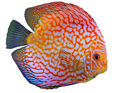 铁饼水族馆玻璃红色宠物科鱼热带动物曲线游泳图片