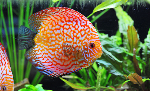 铁饼科鱼游泳曲线玻璃红色动物水族馆宠物热带图片