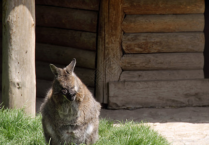 袋鼠身体耳朵隐藏眼睛鼻子荒野动物园手指木头房子图片