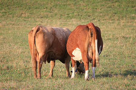 奶牛旅行牛肉奶油农村画像牛奶农民头发女性饮料图片