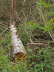 被砍倒在树上棕色日志松树林业植物燃料森林木工人绿色木材图片