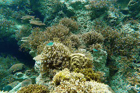 珊瑚盐水电缆旅行岩石蓝色海滩电话游泳天空力量图片