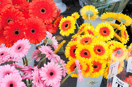 格尔贝拉斯橙子黄色粉色白色花瓶红色花瓣花束图片